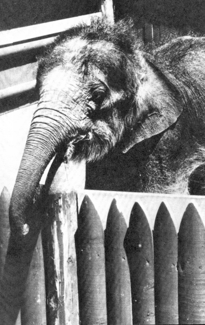 elefante