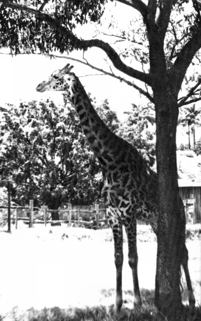 jirafa