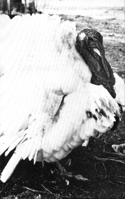 pavo